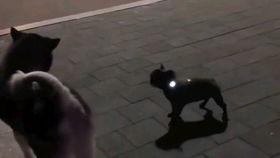 黑喂狗在线视频